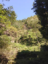 いの町（山に自生している茶園）