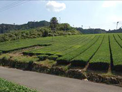 佐川町の茶園