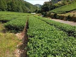 佐川町の茶園
