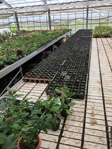 花壇苗や鉢物の生産の様子
