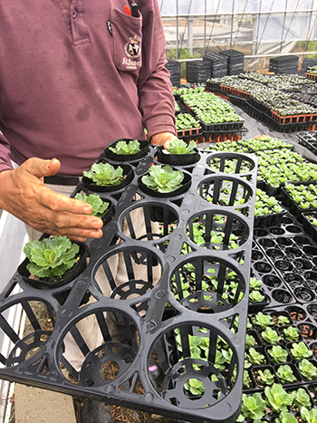 花苗生産農家さんが障がいのある人の雇用を検討されています！