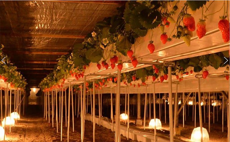 Withコロナ、Afterコロナの農業経営 ～今年度関わっているプロジェクトより～