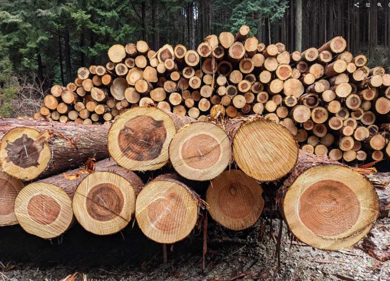 公共建築等への木材活用に向けた勉強会 （神戸市）を開催しました