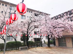 昨年の団地内の桜