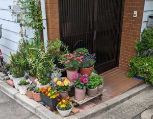 通り際の小さなスペースで園芸を楽しむ（まちなか園芸！）