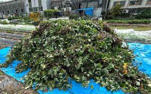 さつまいもの収穫体験で発生する芋づる