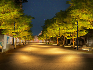 港に向かう通路のケヤキのライトアップイメージ